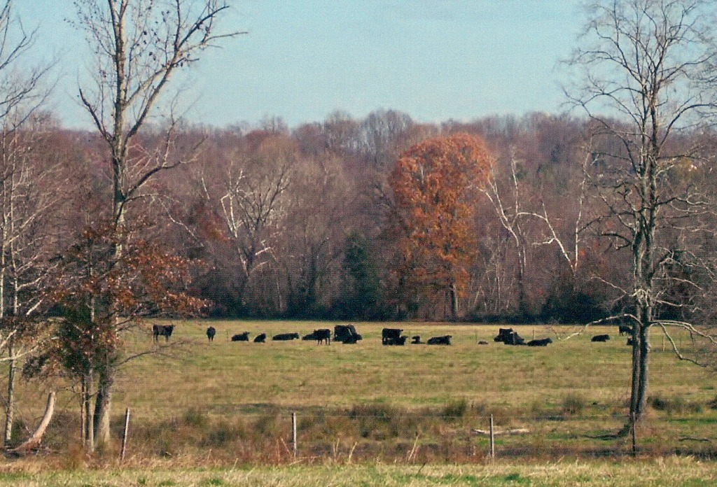 View of herd