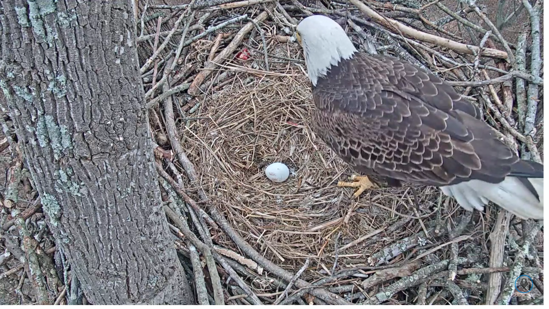 Eagle on nest with egg