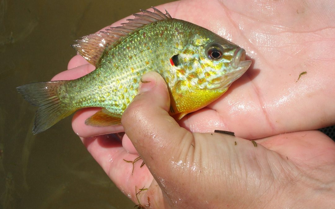 What Lives in (and Around) the Port Tobacco River?
